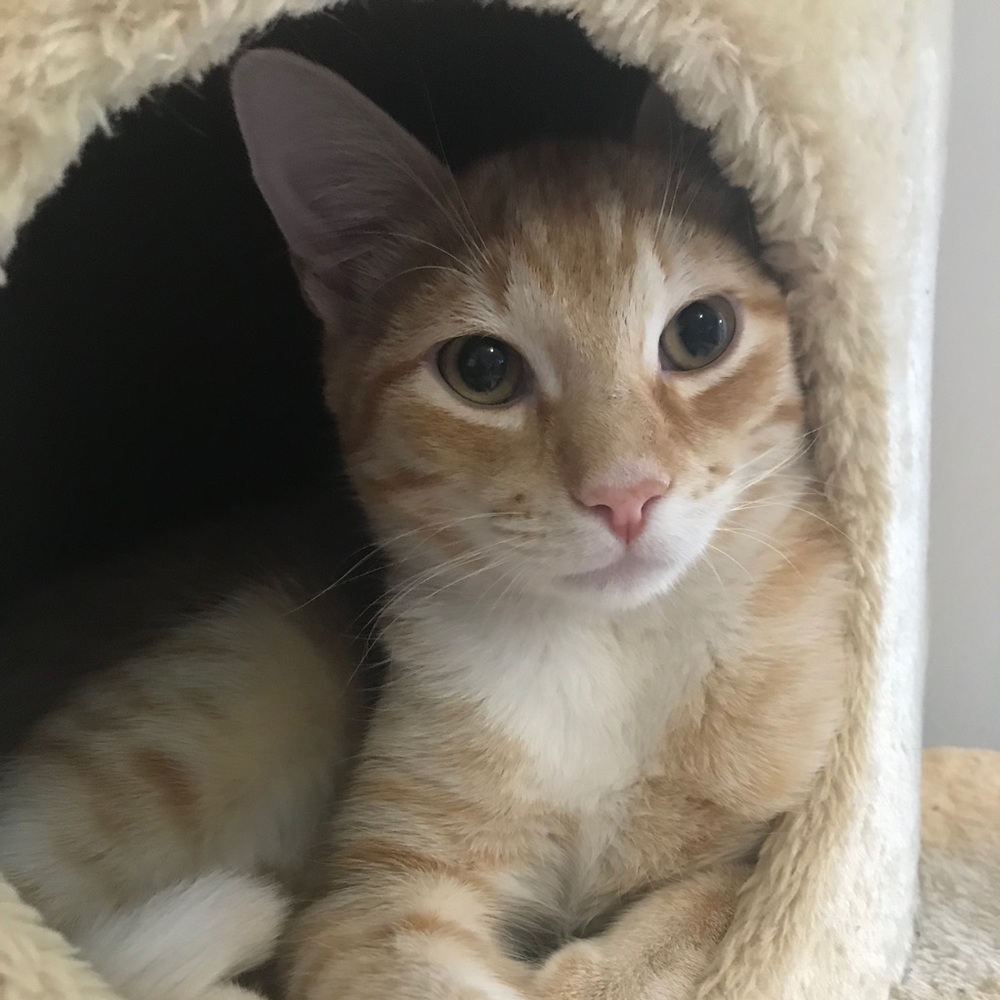 Meet your Posher, Daisy